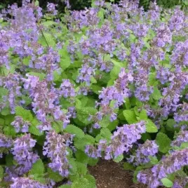 nepeta-recemosa-kocimietka-groniasta-grog-1-szt-doniczka-p9