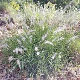 pennisetum-orientale-1-szt-doniczka-p9