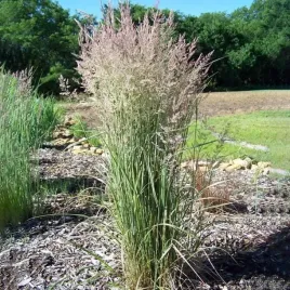 trzcinnik-calamagrostis-overdam-1-szt-doniczka-p9