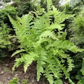 paproc-wietlica-athyrium-filix-femina-1-szt-doniczka-p9