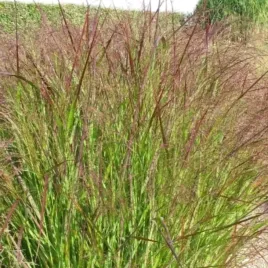 panicum-trawa-proso-rozgowate-1-szt-doniczka-p9