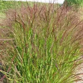 panicum-trawa-proso-rozgowate-warrior-1-szt-doniczka-p9