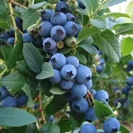 borowka-amerykanska-bluecrop-1-szt-doniczka-p9