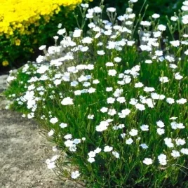 dianthus-deltoides-gozdzik-albiflorus-1-szt-doniczka-p9