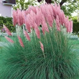 trawa-pampasowa-rozowa-rose-plume-1-szt-doniczka-p9