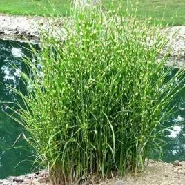 miscanthus-miskant-chinski-strictus-1-szt-doniczka-p9