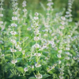 melissa-officinalis-melisa-lekarska-1-szt-doniczka-p9