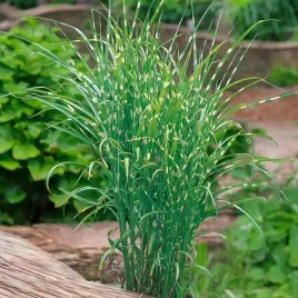 miscanthus-miskant-trawa-apache-doniczka-p9-1-szt