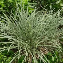 carex-turzyca-trawa-snowline-1-szt-doniczka-p9