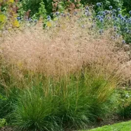 deschampsia-cespitosa-smialek-goldtau-1-szt-doniczka-p9