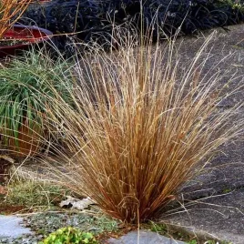 carex-buchananii-turzyca-red-rooster-1-szt-doniczka-p9
