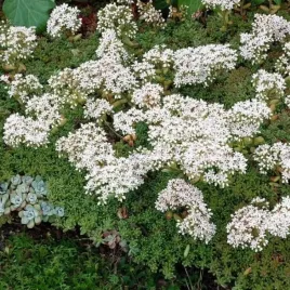 sedum-album-rozchodnik-bialy-1-szt-doniczka-p11