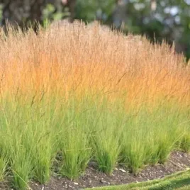 molinia-trzeslica-modra-heidebraut-1-szt-doniczka-p9