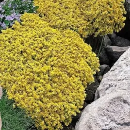 sedum-acre-rozchodnik-ostry-yellow-queen-1-szt-doniczka-p9