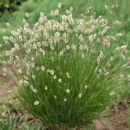 sesleria-lsniaca-nitida-trawa-1-szt-doniczka-p9