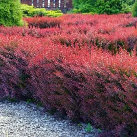 berberys-thunberga-atropurpurea-1-szt-doniczka-c2