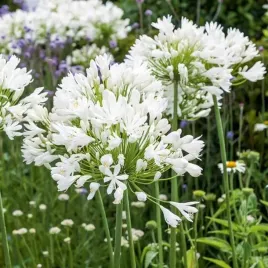 agapanthus-agapant-afrykanski-alba-1-szt-doniczka