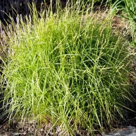 carex-turzyca-muskingumensis-aureovariegata-1-szt-doniczka-p9