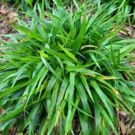 luzula-igel-kosmatka-owlosiona-trawa-1-szt-doniczka-p9