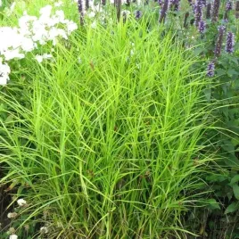 carex-turzyca-palmowa-1-szt-doniczka-p11