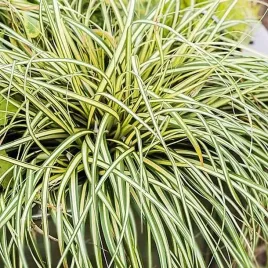 carex-turzyca-oszimska-moonlight-1-szt-doniczka-p11