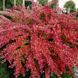 berberys-thunberga-red-carpet-1-szt-doniczka-c15