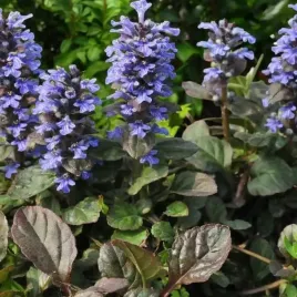 dabrowka-rozlogowa-bluberry-muffin-1-szt-doniczka-p9