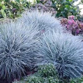 festuca-glauca-kostrzewa-sina-1-szt-doniczka-p9