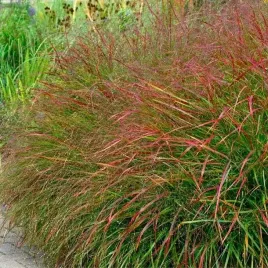 panicum-trawa-proso-rozgowate-squaw-1-szt-doniczka-p9
