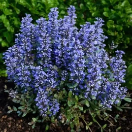 dabrowka-rozlogowa-mahogany-1-szt-doniczka-p9