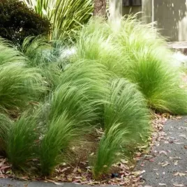 ostnica-mocna-stipa-pony-tails-1-szt-doniczka-p11-trawa-ozdobna