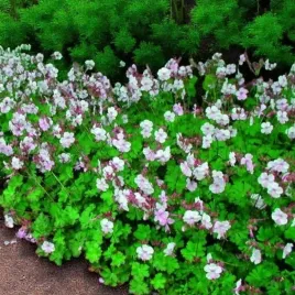 geranium-bodziszek-kantabryjski-saint-ola-1-szt-doniczka-p11