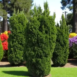 taxus-cis-pospolity-stricta-viridis-1-szt-doniczka-p9