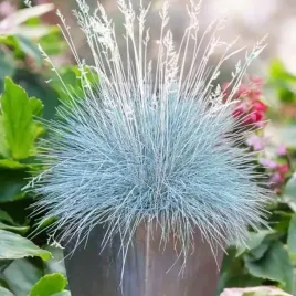 kostrzewa-sina-blauglut-1-szt-doniczka-p11