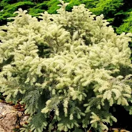 taxus-cis-pospolity-elegantissima-1-szt-doniczka-p9