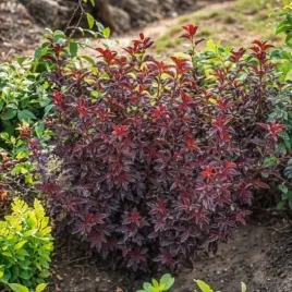 pecherznica-kalinolistna-magic-sunset-1-szt-doniczka-p9