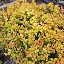 berberys-thunbergii-alicja-1-szt-doniczka-p9