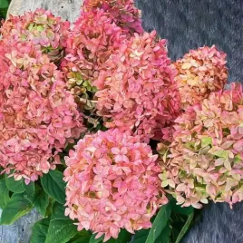 hortensja-bukietowa-magical-candle-1-szt-doniczka-p9