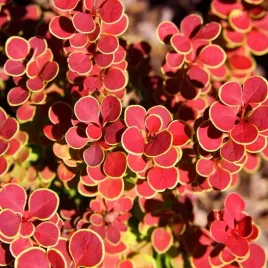 berberys-thunbergii-orange-sunrise-1-szt-doniczka-p9