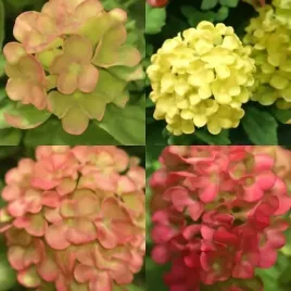 hortensja-bukietowa-graffiti-1-szt-doniczka-p9