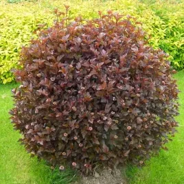 pecherznica-kalinolistna-red-baron-1-szt-doniczka-p9