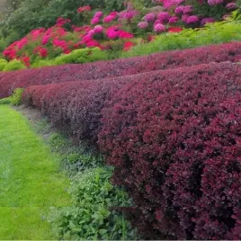 berberys-thunbergii-atropurpurea-nana-1-szt-doniczka-p9