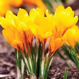 krokus-wiosenny-polski-zolty-golden-yellow-100-szt-7-8-cebulki-krokusow