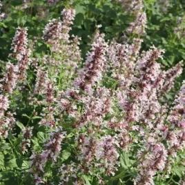 nepeta-kocimietka-dawn-to-dusk-1-szt-doniczka-p9