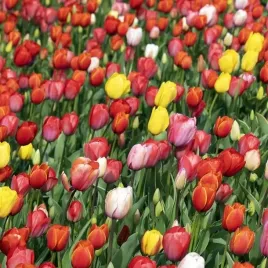 tulipan-darwina-polski-mieszanka-mix-50-szt-9-10-cebulki-tulipanow-cebule