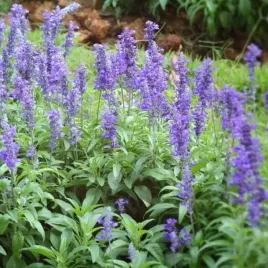 salvia-szalwia-lekarska-1-szt-doniczka-p9