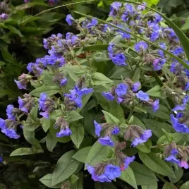 miodunka-waskolistna-blue-ensign-1-szt-doniczka-c2