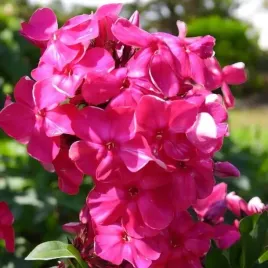 phlox-plomyk-wiechowaty-tenor-1-szt-doniczka-p9