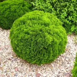 thuja-tuja-danica-1-szt-doniczka-p9