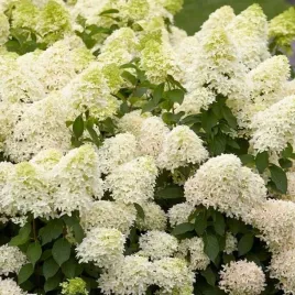 hortensja-bukietowa-skyfall-1-szt-doniczka-p9